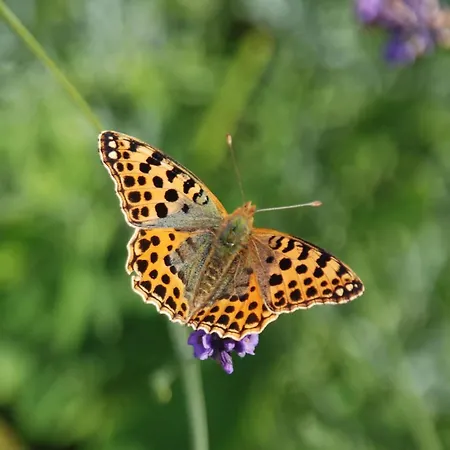 Apartment Mobile Im Mit Seezugang