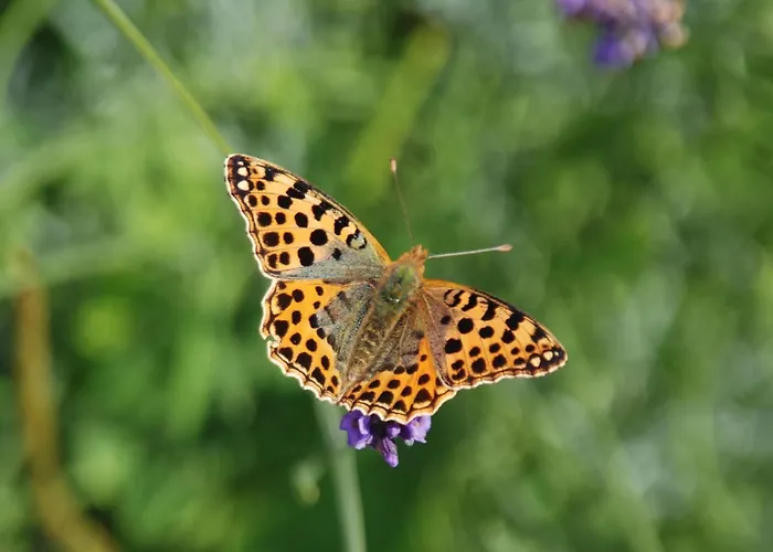 Apartment Mobile Im Mit Seezugang